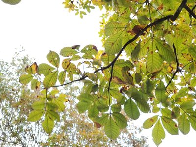 Carya tomentosa, photographed by Tom Field
