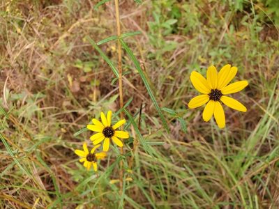 Helianthus angustifolius, photographed by Tom Field