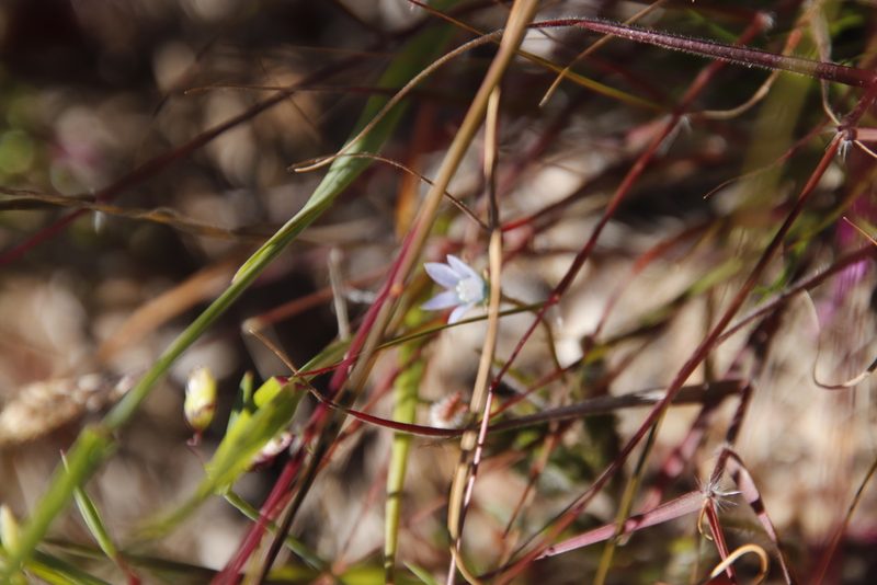 Wahlenbergia cernua, photographed by Tony Rebelo