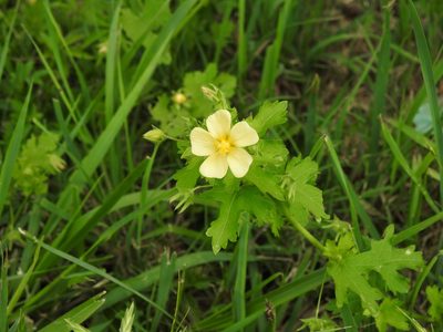 Modiolastrum malvifolium, photographed by Eduardo Luis Beltrocco