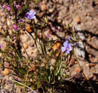 Aristea africana, photographed by Tony Rebelo