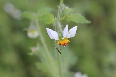 Loasa triloba, photographed by Cesar Ormazabal
