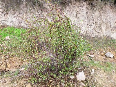 Muehlenbeckia hastulata, photographed by Cesar Ormazabal