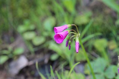 Oxalis arenaria, photographed by Cesar Ormazabal