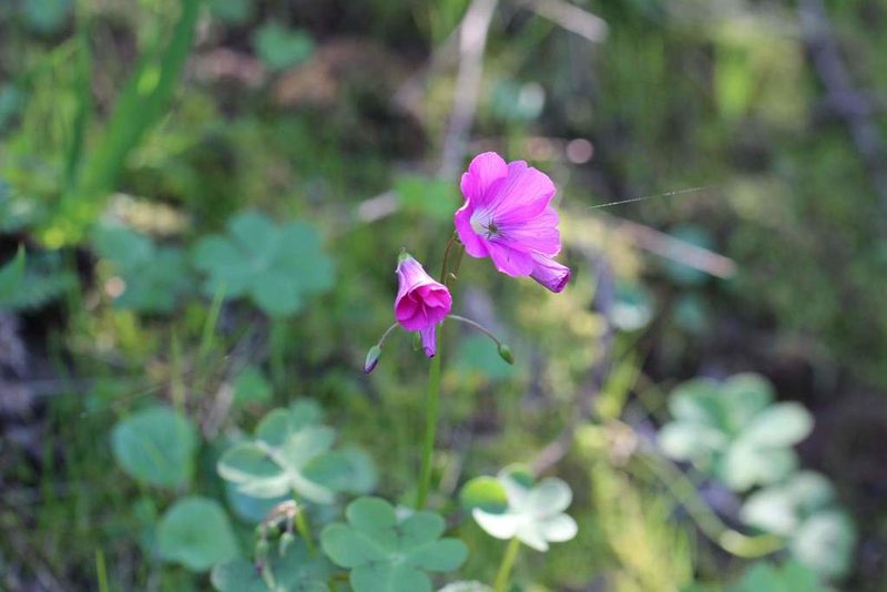 Oxalis arenaria, photographed by Cesar Ormazabal
