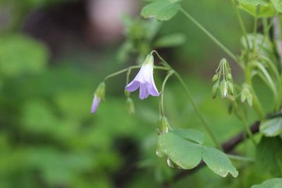 Oxalis rosea, photographed by Cesar Ormazabal