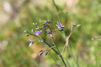 Pasithea caerulea, photographed by Cesar Ormazabal