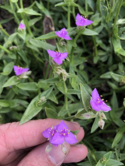 Callisia micrantha, photographed by Sam Kieschnick