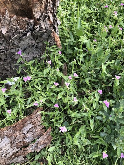 Callisia micrantha, photographed by Sam Kieschnick