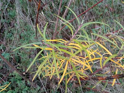 Salix eleagnos, photographed by Josep Gesti