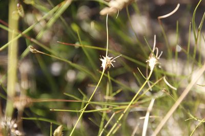 Ficinia nigrescens, photographed by Tony Rebelo