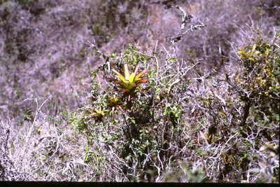 Racinaea insularis, photographed by Simon Tonge