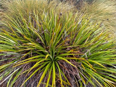 Celmisia petriei, photographed by John Barkla