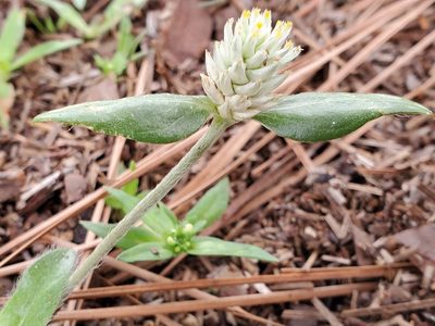 Gomphrena serrata, photographed by Tom Field