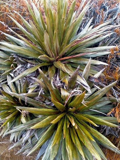 Celmisia coriacea, photographed by John Barkla