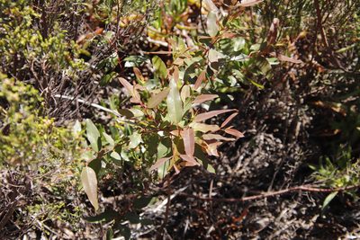 Eucalyptus diversicolor, photographed by Tony Rebelo