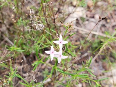 Stenaria nigricans, photographed by Tom Field