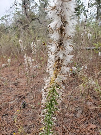 Liatris bridgesii, photographed by Tom Field