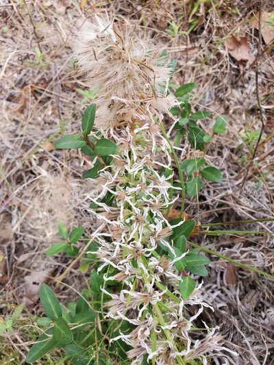 Liatris bridgesii, photographed by Tom Field