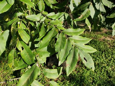 Carya illinoinensis, photographed by Tom Field