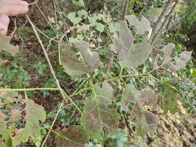 Fraxinus albicans, photographed by Tom Field