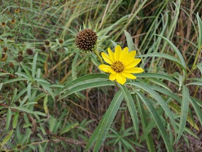 Helianthus maximiliani, photographed by Tom Field