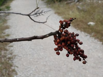 Rhus lanceolata
