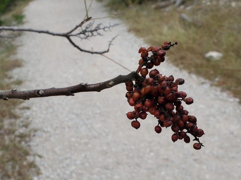 Rhus lanceolata, photographed by Tom Field
