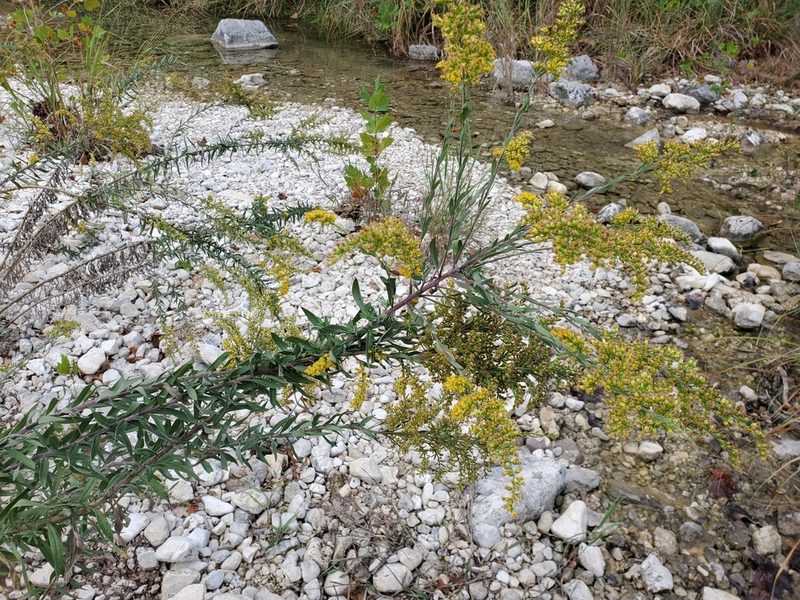 Solidago juliae, photographed by Tom Field
