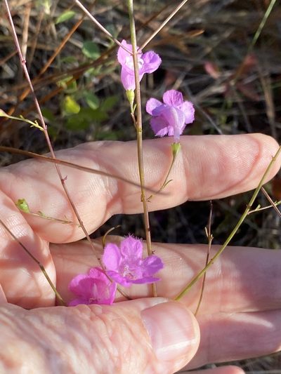 Agalinis aphylla, photographed by Alan Weakley