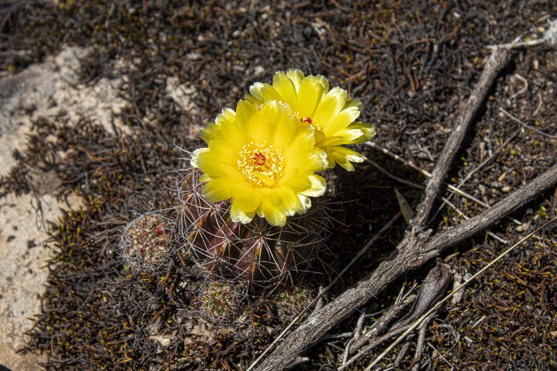 Parodia linkii, photographed by Carlos Henrique Russi