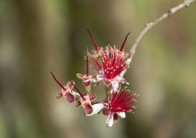 Feijoa sellowiana, photographed by Carlos Henrique Russi