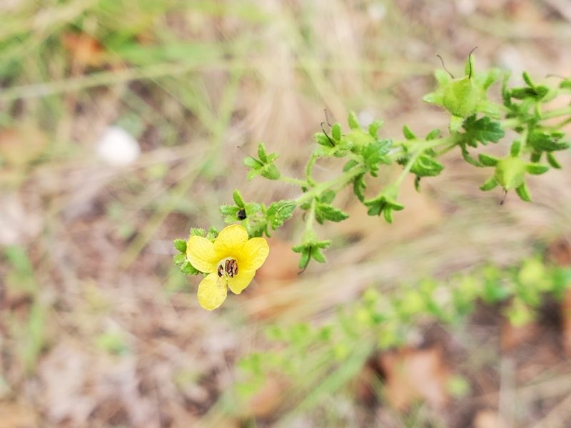 Seymeria texana, photographed by Tom Field