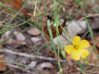 Linum rupestre, photographed by Tom Field