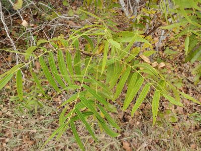 Juglans microcarpa, photographed by Tom Field