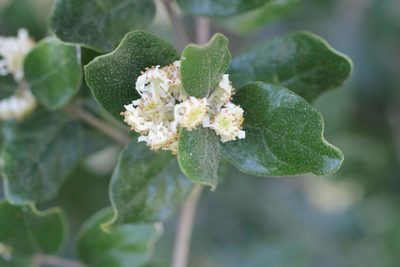 Peumus boldus, photographed by Cesar Ormazabal