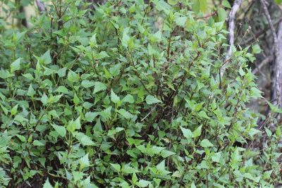 Ageratina glechonophylla, photographed by Cesar Ormazabal
