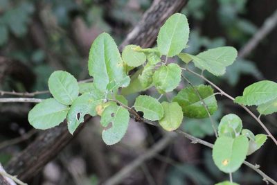 Proustia pyrifolia, photographed by Cesar Ormazabal