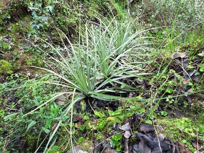 Puya coerulea, photographed by Cesar Ormazabal