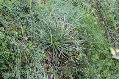 Puya coerulea, photographed by Cesar Ormazabal