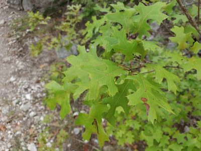 Quercus buckleyi, photographed by Tom Field