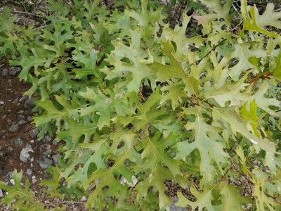 Quercus buckleyi, photographed by Tom Field