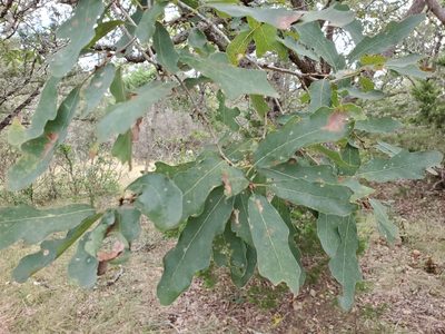 Quercus laceyi, photographed by Tom Field