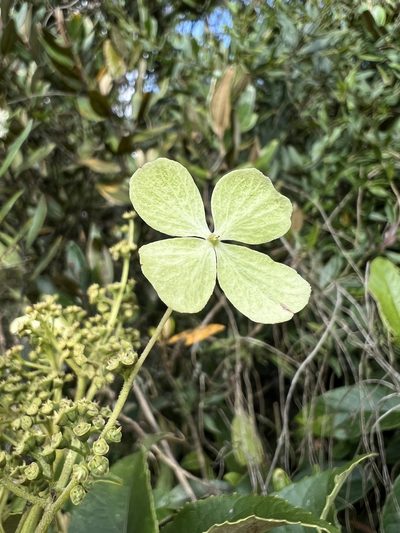 Hydrangea peruviana, photographed by Nicolás Baresch Uribe