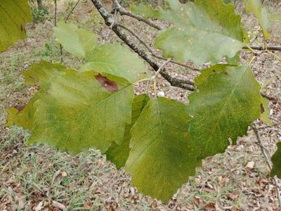 Quercus muehlenbergii, photographed by Tom Field