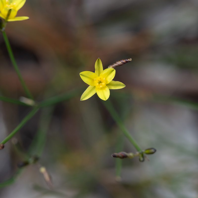 Tricoryne tenella, photographed by Kym Nicolson
