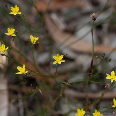 Tricoryne tenella, photographed by Kym Nicolson