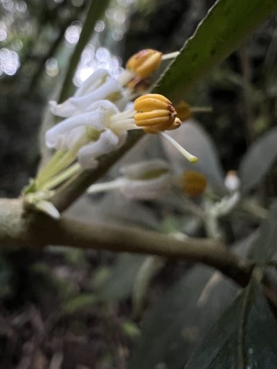 Lycianthes radiata, photographed by Nicolás Baresch Uribe