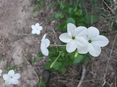 Nicotiana repanda, photographed by Tom Field