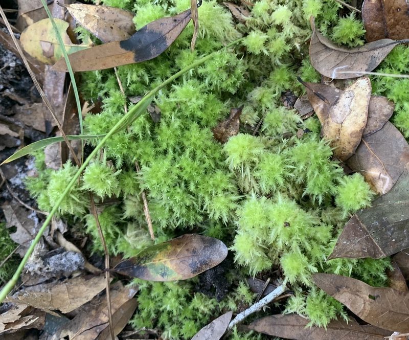 Sphagnum strictum, photographed by natalie